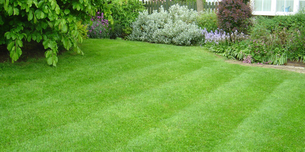 grass_1